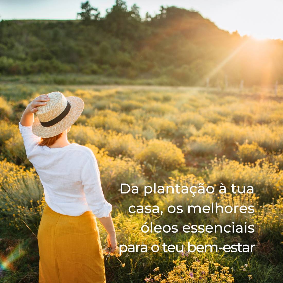 Segredos Tilguti Como Escolher leos Essenciais De Qualidade TILGUTI segredos-tilguti-como-escolher-leos-essenciais-de-qualidade-tilguti