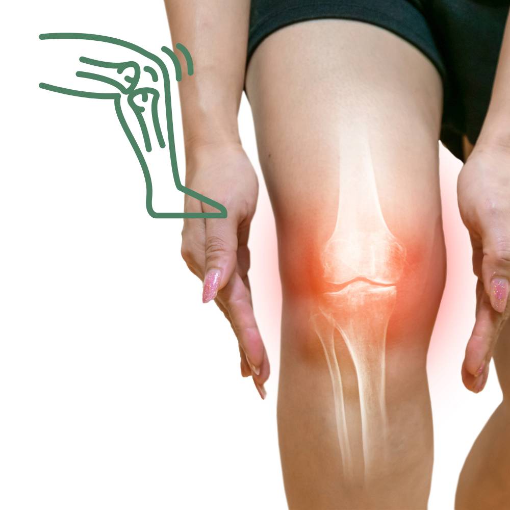 Tendões e Músculos