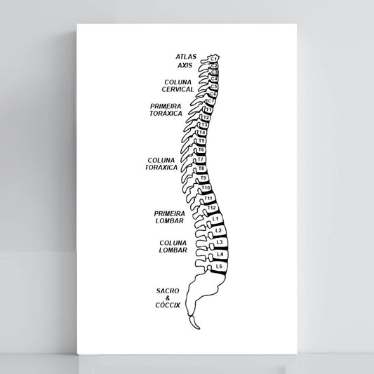 077. Coluna Vertebral | Gráfico Radiestésico em PVC