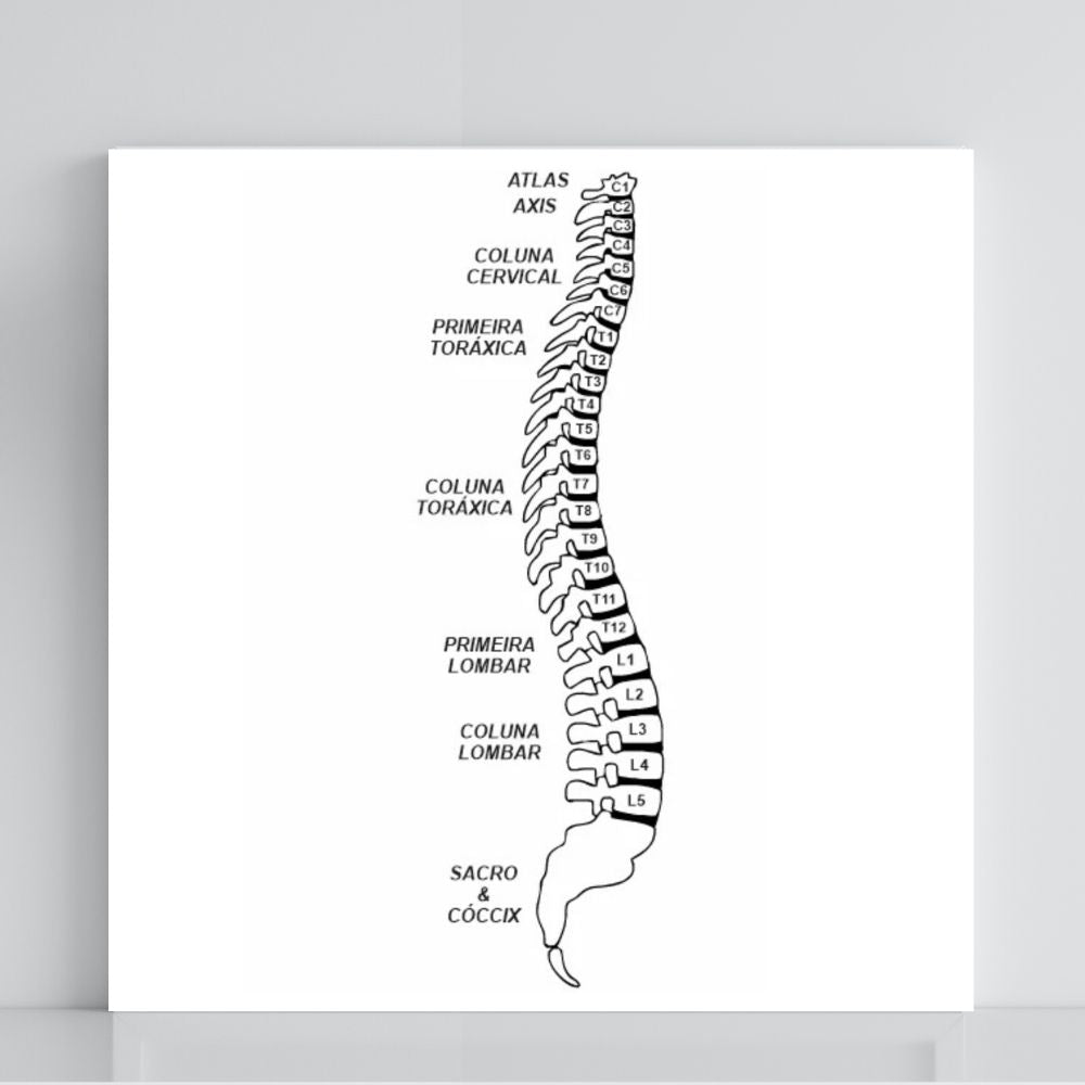 077. Coluna Vertebral | Gráfico Radiestésico em PVC
